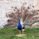 Naturalized blue peacock