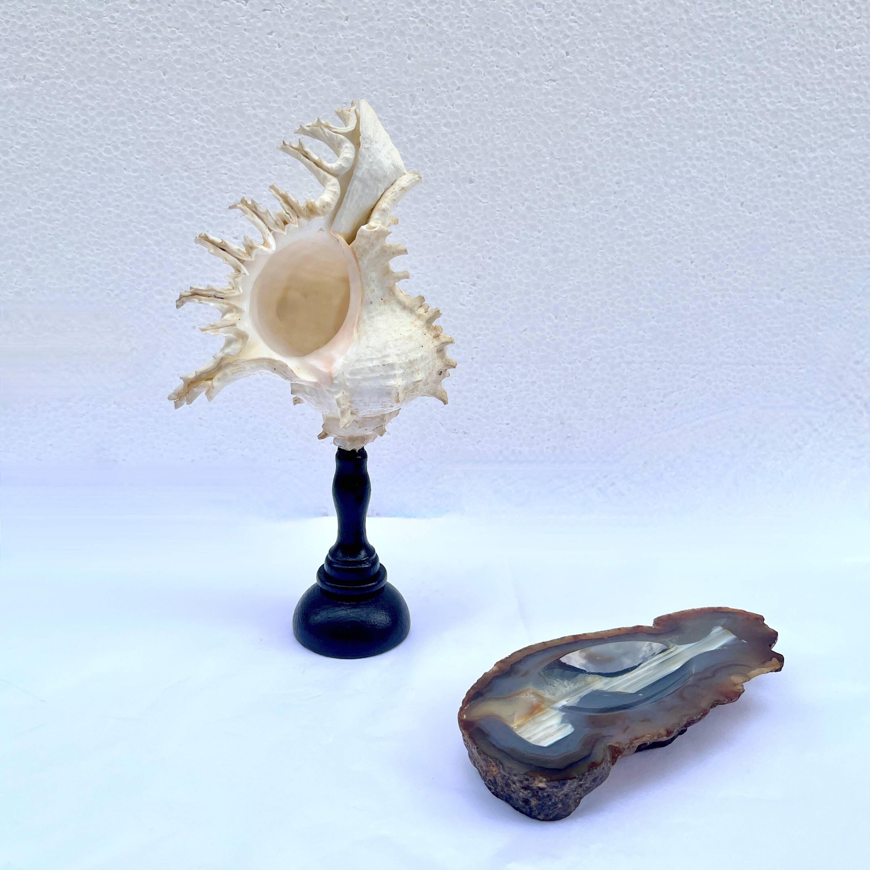 Old Murex Ramosus shell on turned wooden base Napoleon III 19th century cabinet of curiosities