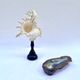 Old Murex Ramosus shell on turned wooden base Napoleon III 19th century cabinet of curiosities