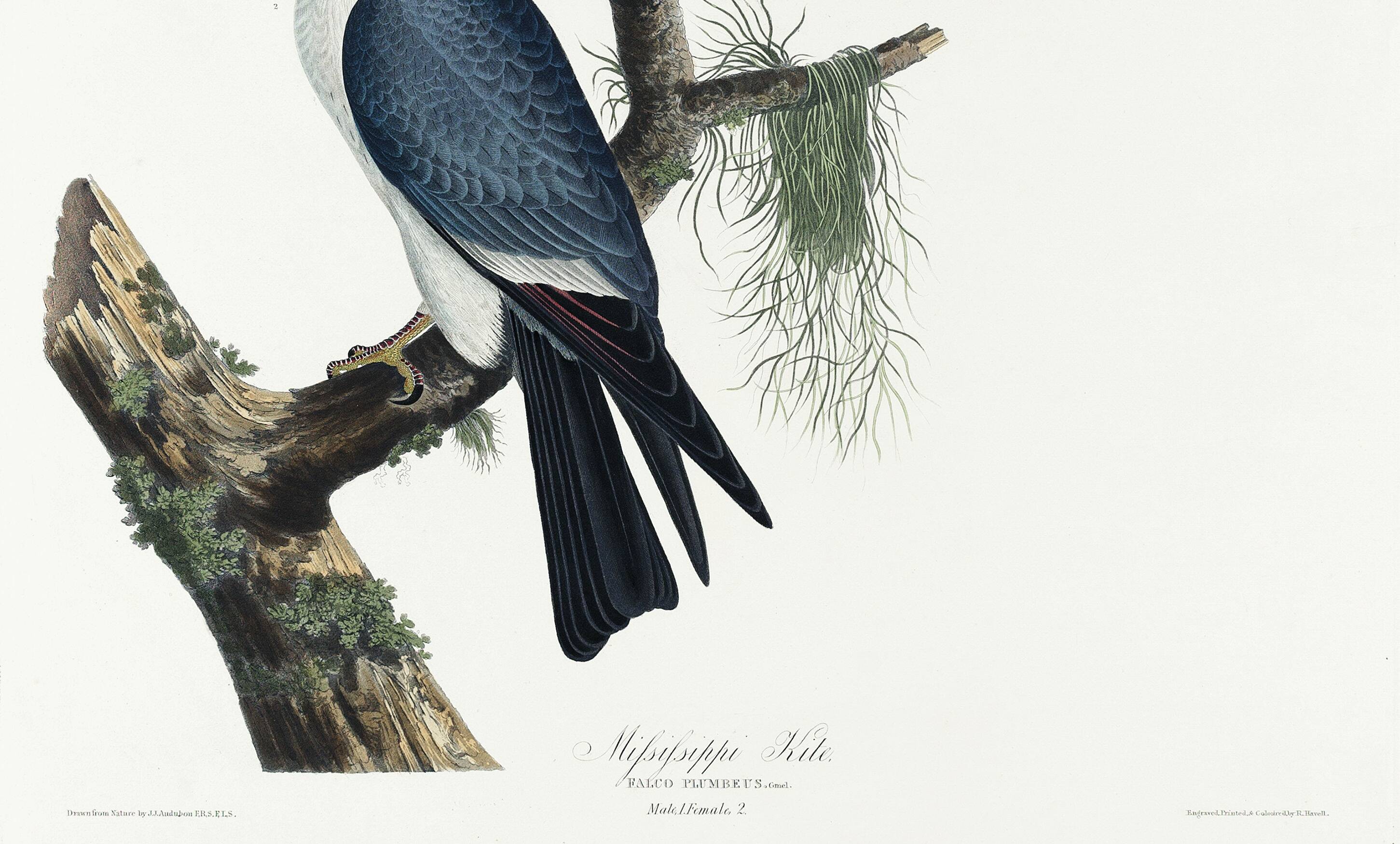 Poster about the Mississippi Kite, based on an old engraving from 1827.