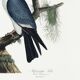 Poster about the Mississippi Kite, based on an old engraving from 1827.