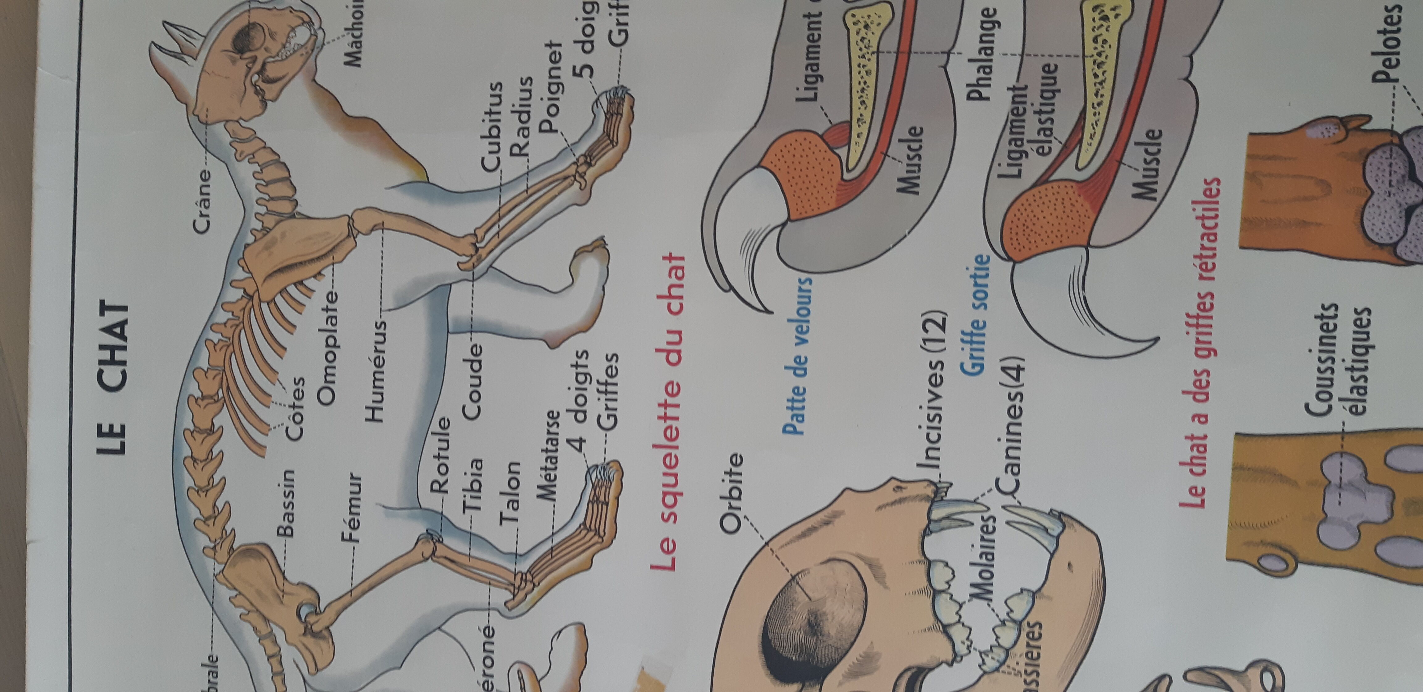 School poster pig and cat