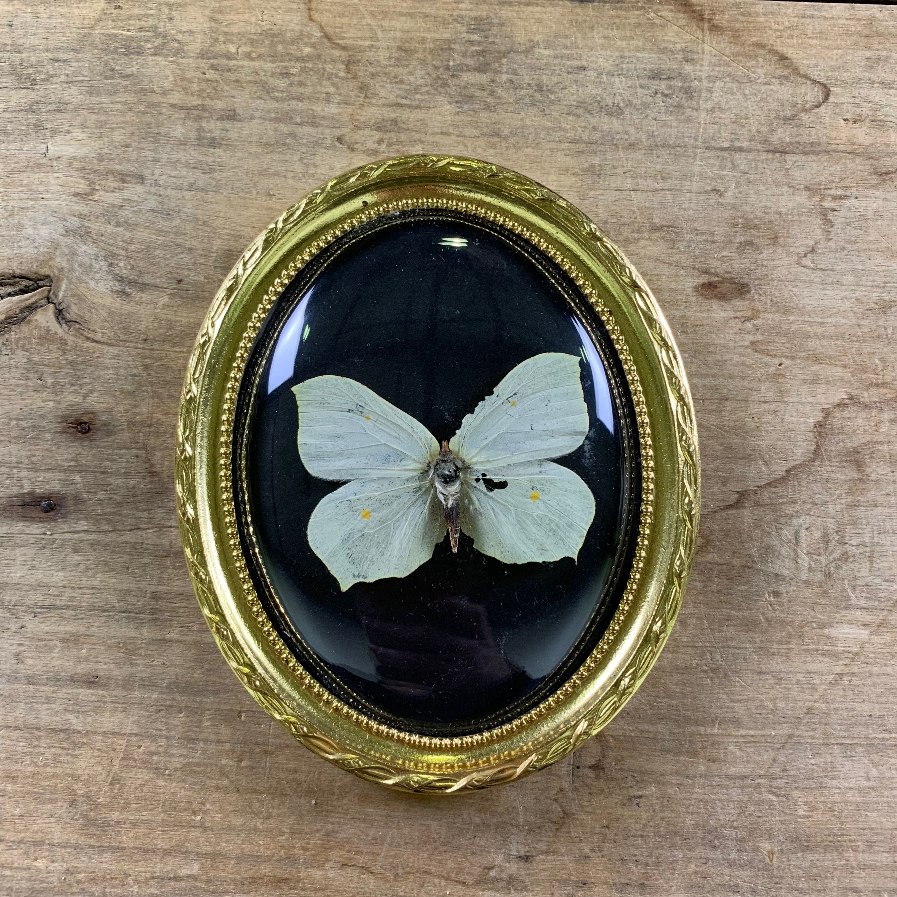Butterfly under curved frame