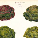 Poster on varieties of lettuce, based on an old engraving from 1886.