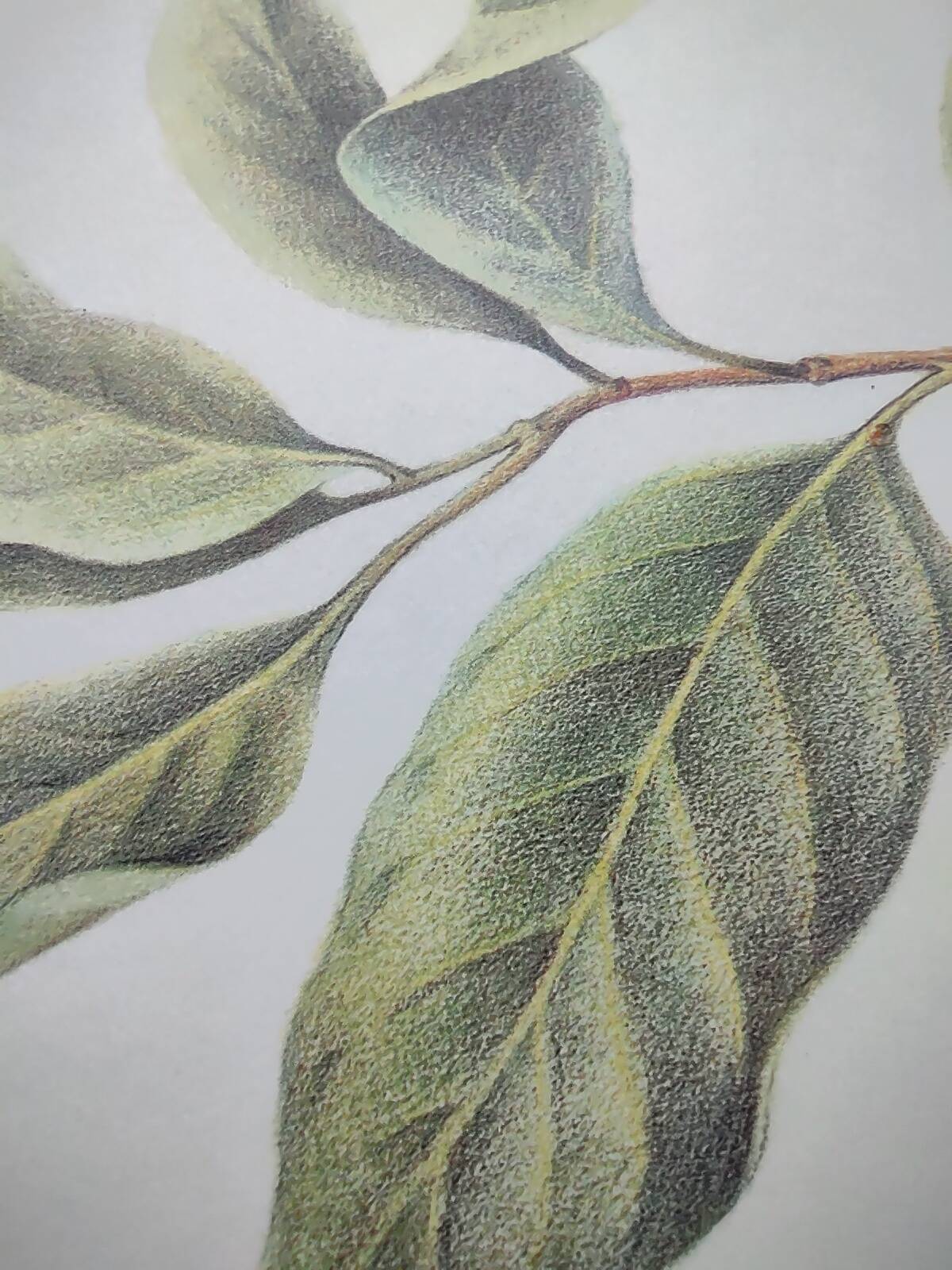 Illustration de plantes médicinales et herbes