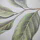 Illustration de plantes médicinales et herbes