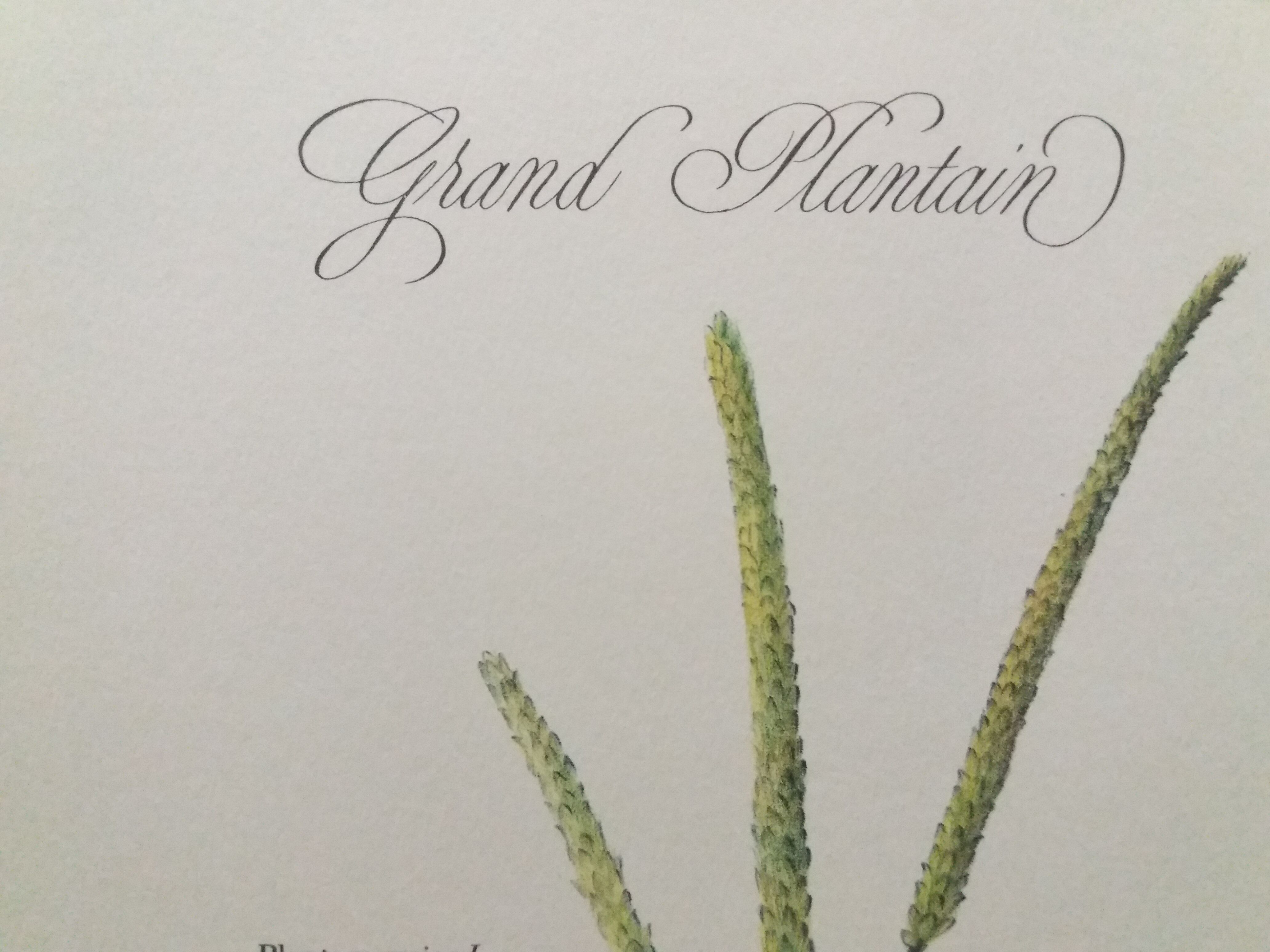 Grand Plantain botanical plank