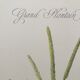Grand Plantain botanical plank