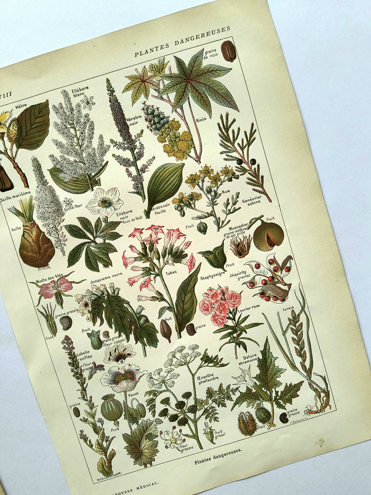 Gravure vintage de 1925 • Plantes dangereuses (2)• Planche ancienne nature