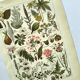 Gravure vintage de 1925 • Plantes dangereuses (2)• Planche ancienne nature