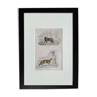 Original zoological plate " wolf & fox " - buffon 1840