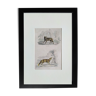 Planche zoologique originale " loup & renard " - buffon 1840
