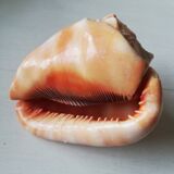 Helmet shell or bull's mouth
