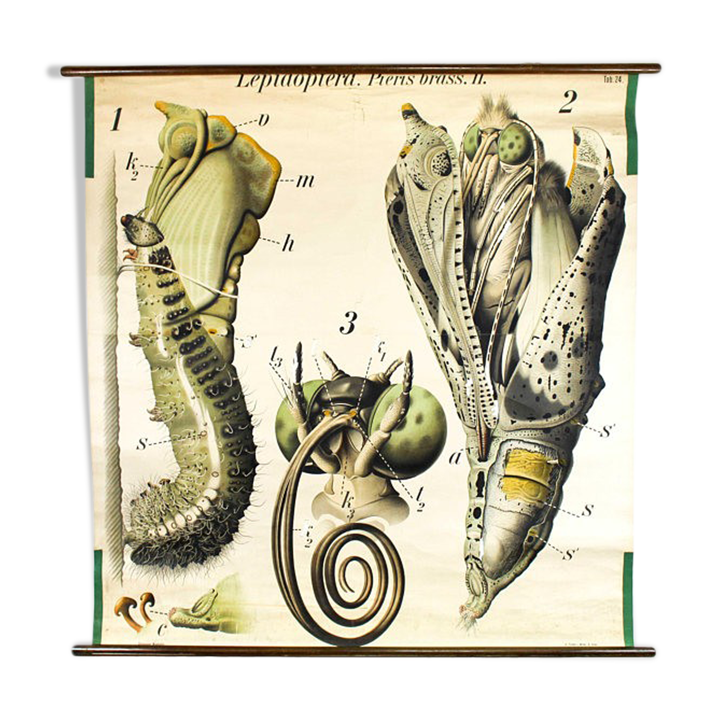 Poster "Butterfly" of the 20th century Paul Pfurtscheller 1912