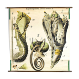 Poster "Butterfly" of the 20th century Paul Pfurtscheller 1912