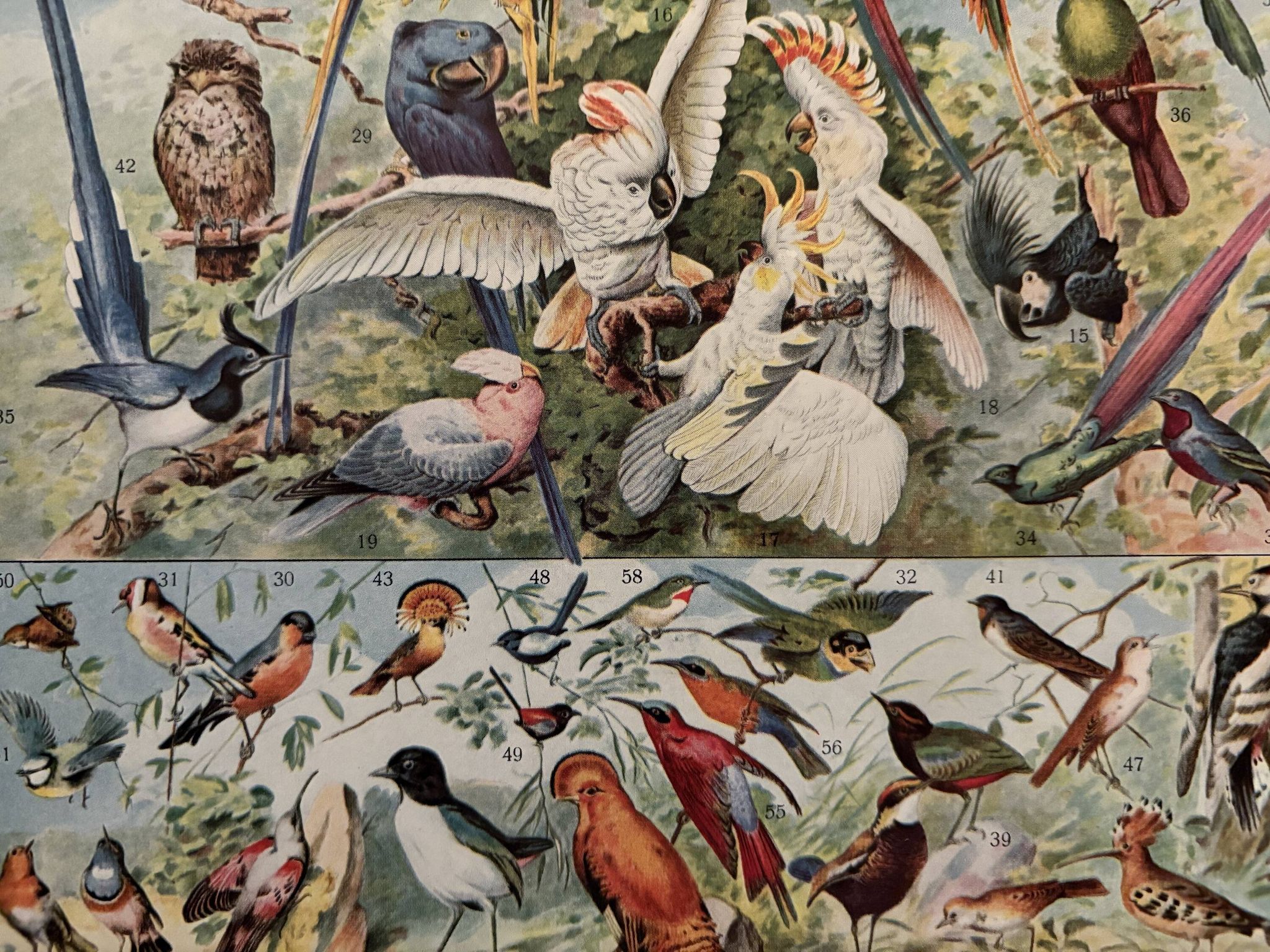 Planche illustrée vintage sur les oiseaux, perroquet, 1930