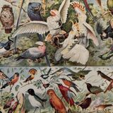 Planche illustrée vintage sur les oiseaux, perroquet, 1930
