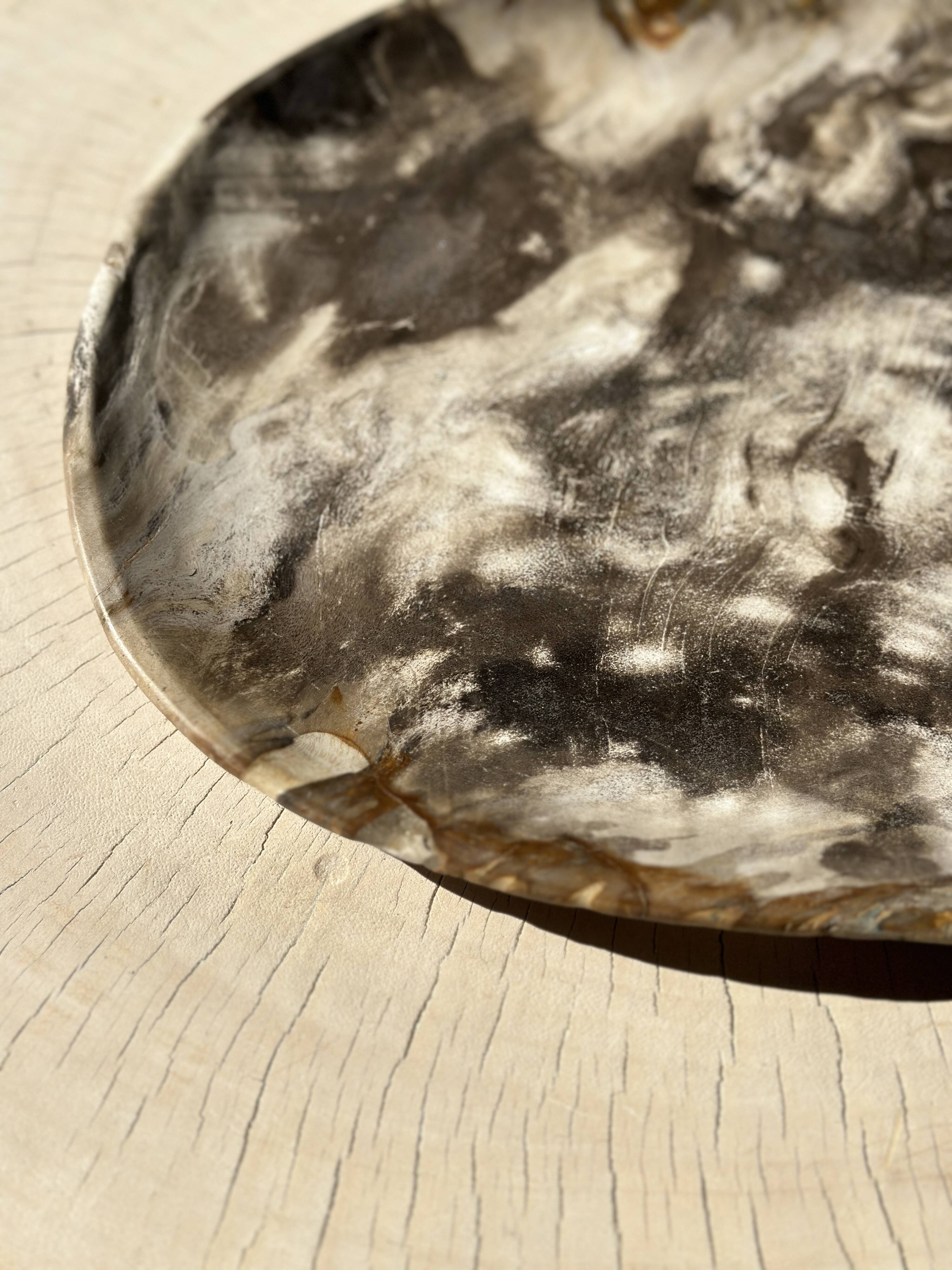 Very large empty pocket or dish in medium light petrified wood 1143