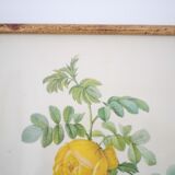 Botanical printing Rosier