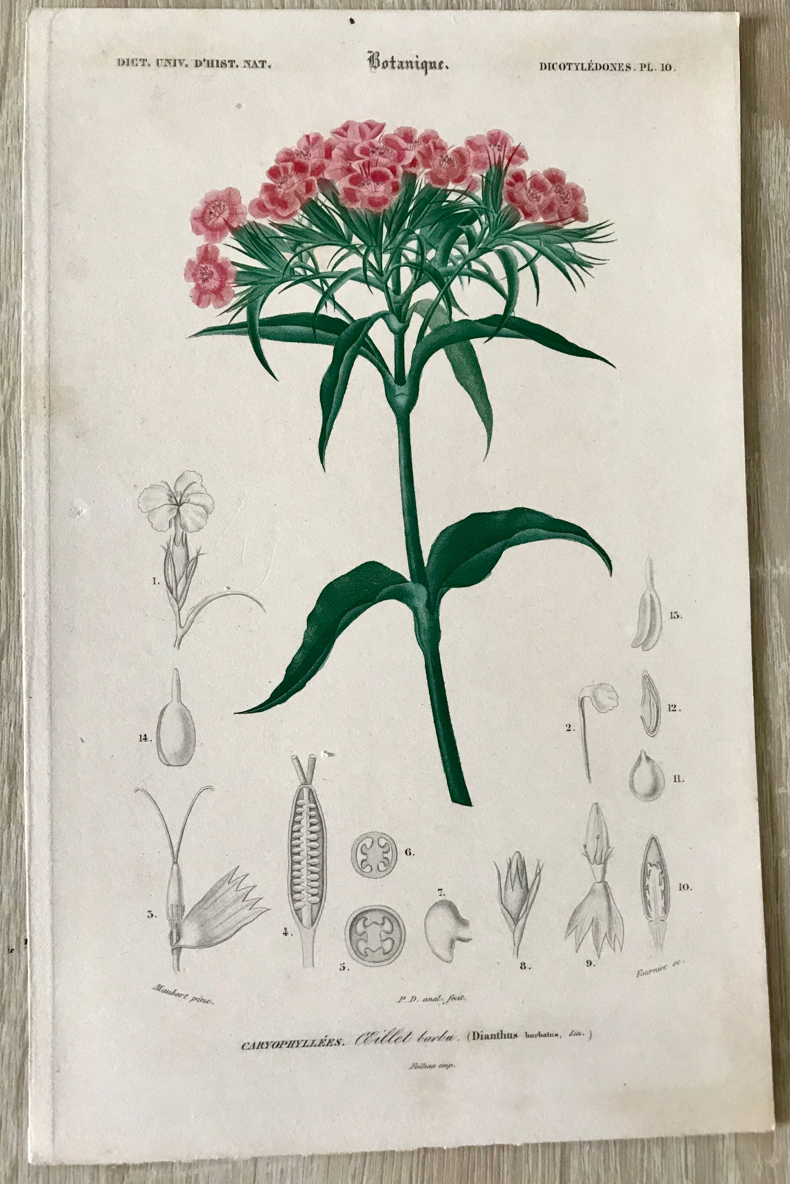 B3 botanical boards of pink flowers, 19th