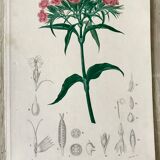 B3 botanical boards of pink flowers, 19th