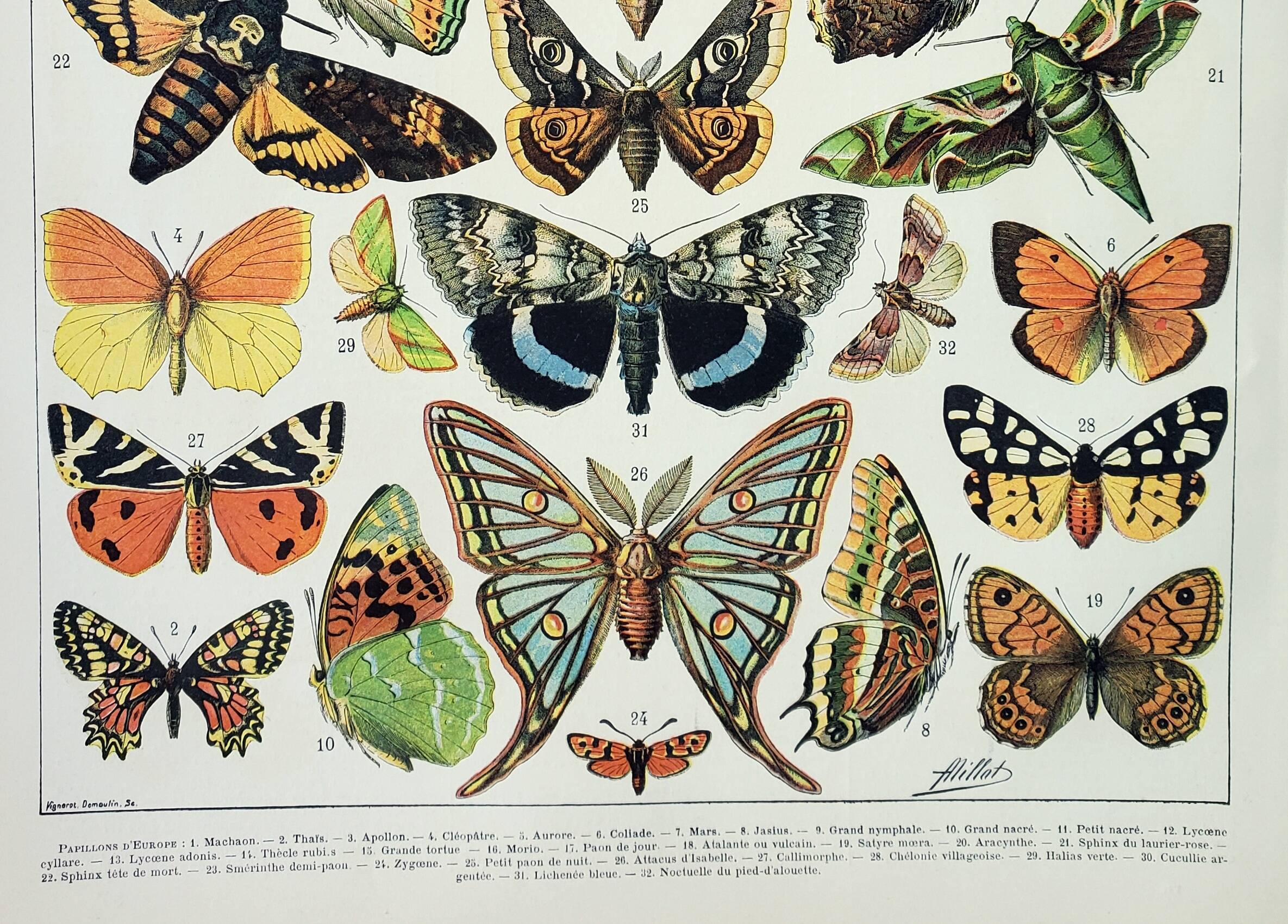 Old engraving 1898, Butterflies of Europe, insects • Lithograph, Original plate