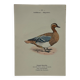 Botanical Plate Engraving of Birds, Naturalist, 19th Century, Double-sided A