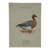 Planche Botanique Gravure oiseaux naturaliste  19eme recto verso  A