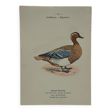 Planche Botanique Gravure oiseaux naturaliste  19eme recto verso  A