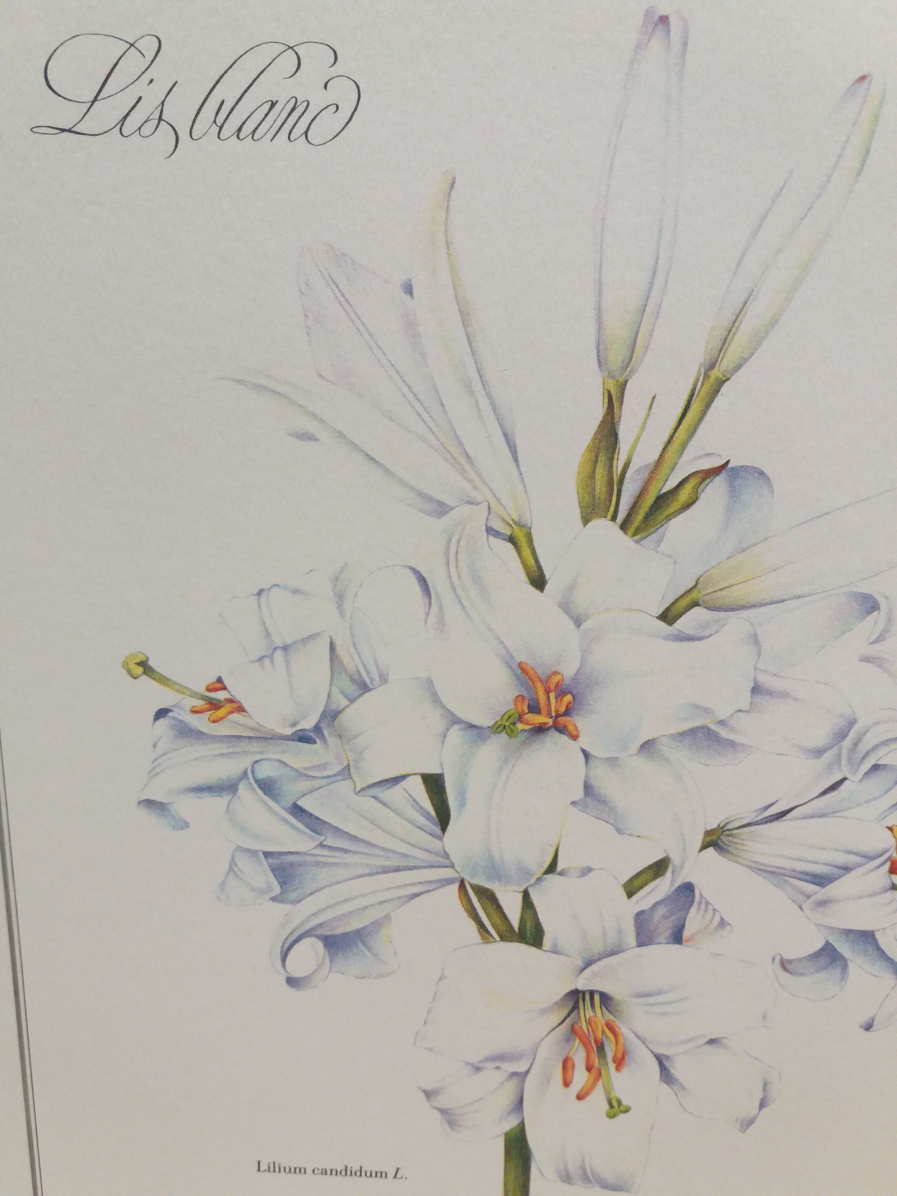 Lys white botanical board