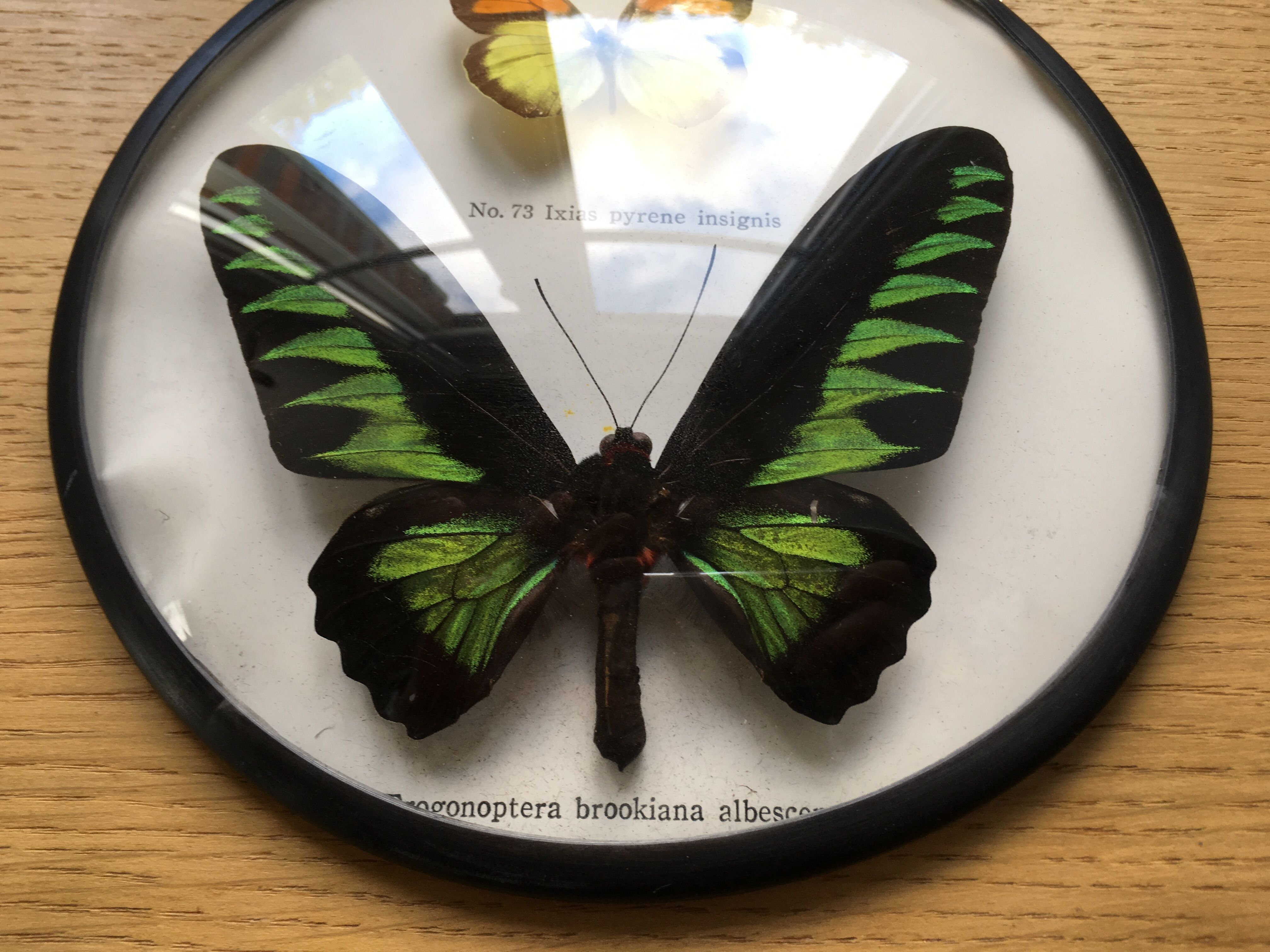Vintage curved glass butterfly frame