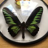 Vintage curved glass butterfly frame