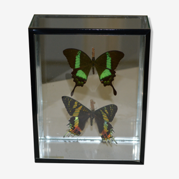 Papillons sous verre