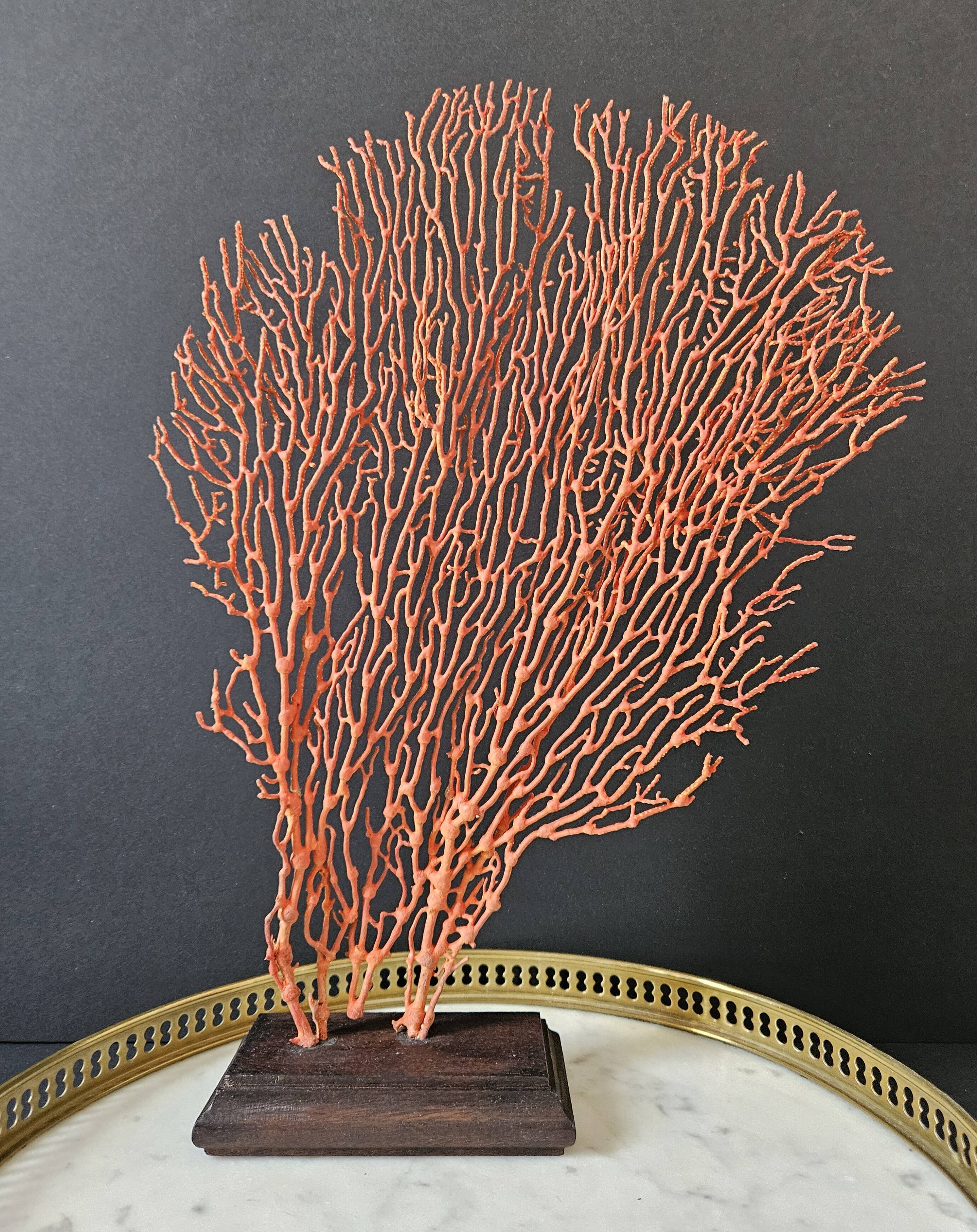 Red Gorgon Wooden Base. H: 34 cm