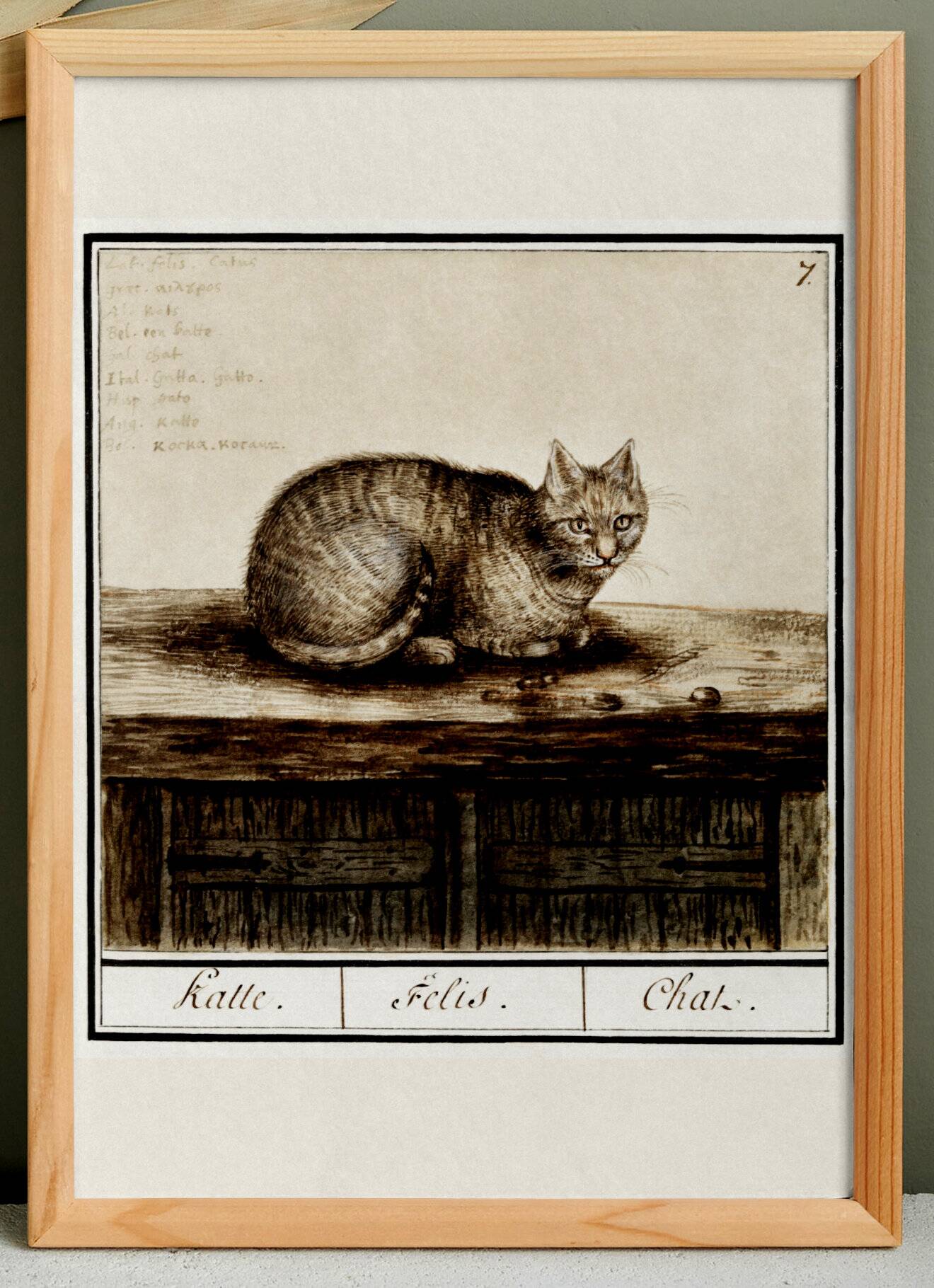 Small poster about the cat, after an old engraving from 1610.