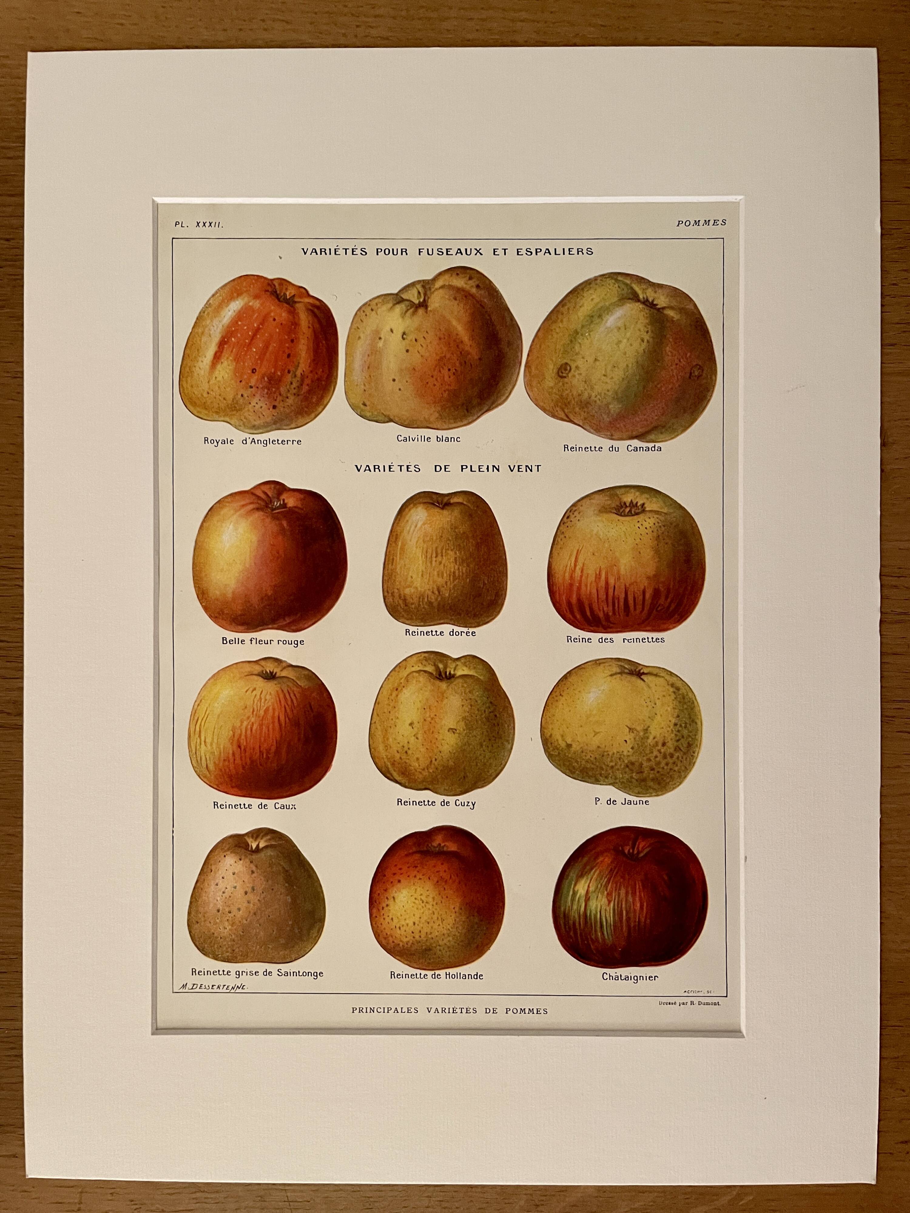 Lithograph on apples - 1920