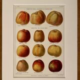 Lithograph on apples - 1920