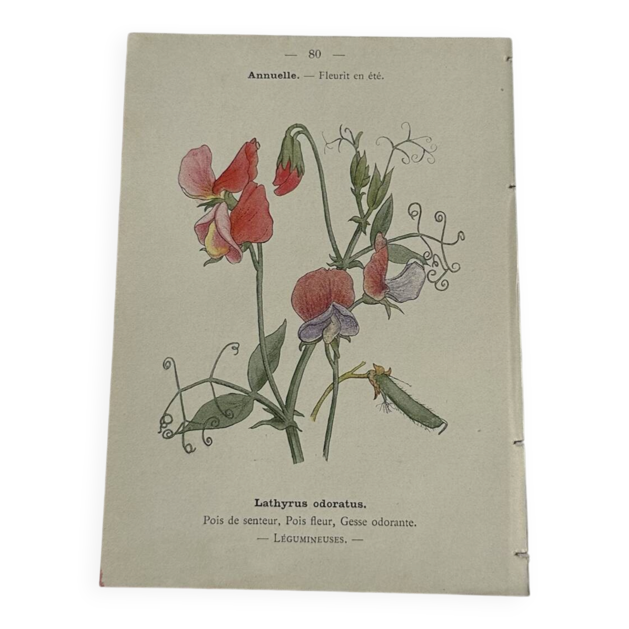 🌿 Botanical Plate Old Naturalist Engraving 19th Century Double-Sided