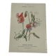 🌿 Botanical Plate Old Naturalist Engraving 19th Century Double-Sided