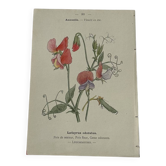 Planche Botanique Gravure naturaliste ancienne 19eme recto verso
