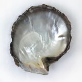 Empty-pocket in mother-of-pearl shell