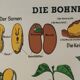 Vintage educational wall hanging roll chart biology bean plant