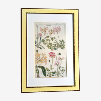 Frame botanical board pelargonium