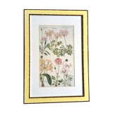 Cadre planche botanique pelargonium