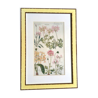 Frame botanical board pelargonium