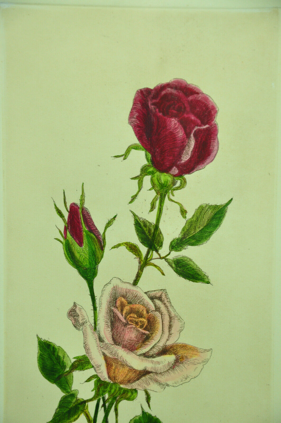 Pair of ancient lithographs of signed floral engravings to be identified