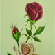 Pair of ancient lithographs of signed floral engravings to be identified