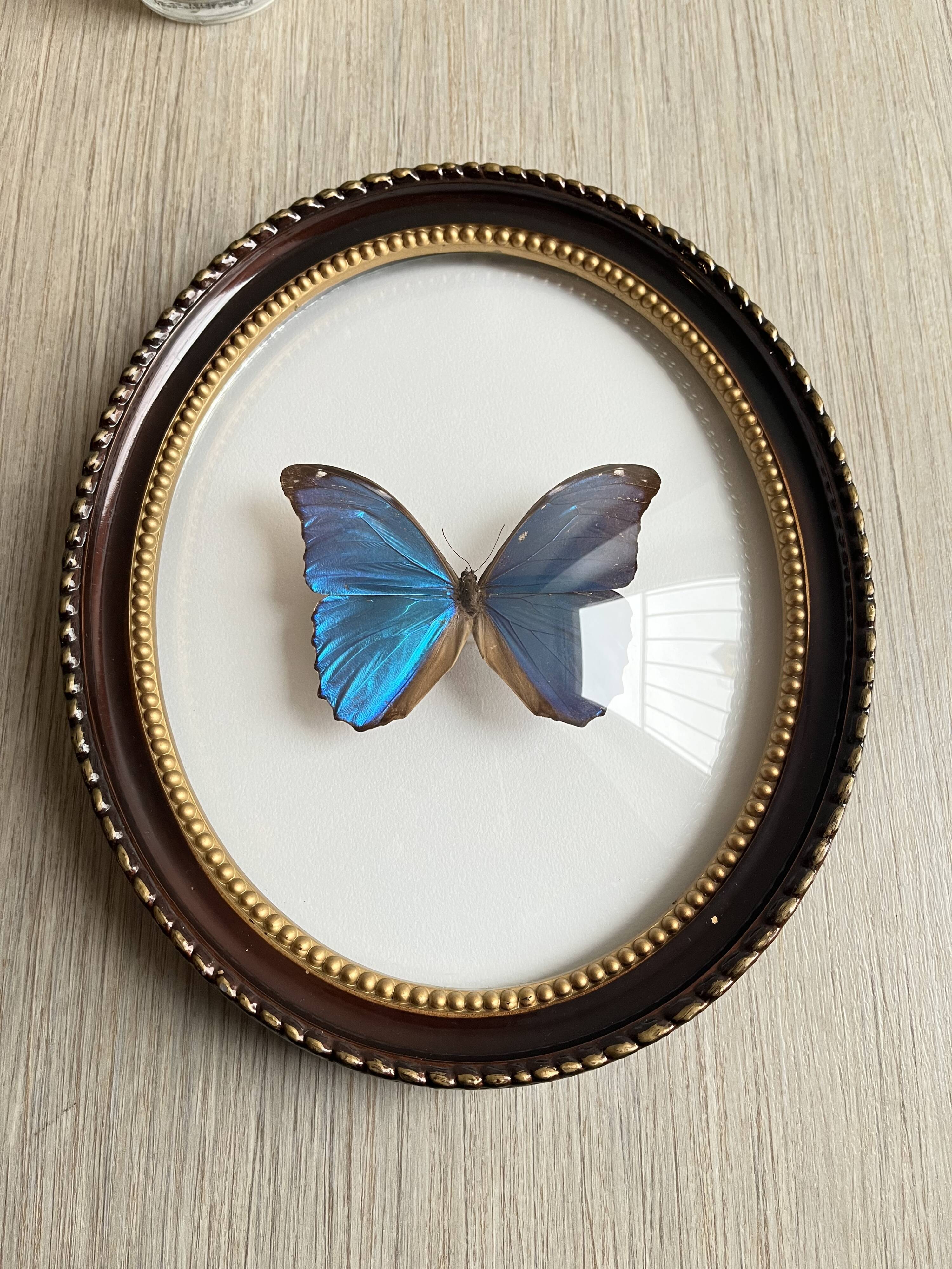 Butterfly domed glass frame "Morpho menelaus"