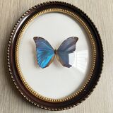 Butterfly domed glass frame "Morpho menelaus"