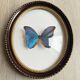 Cadre verre bombé papillon «Morpho menelaus»